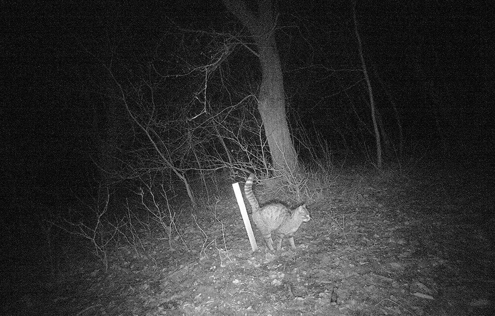 Wildkatze an Lockstockaktion