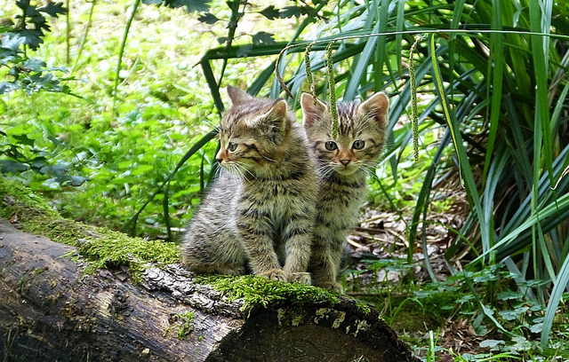 Wildkätzchen, Wildkatze, Naturpark Stromberg-Heuchelberg