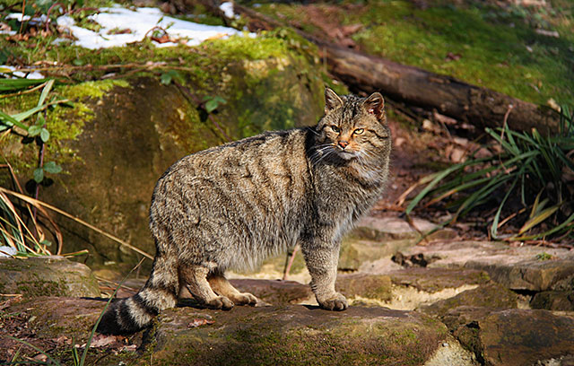 Wildkatze
