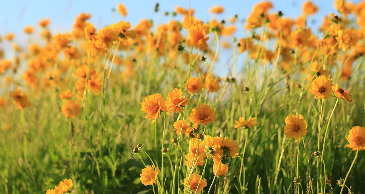 Feld mit orangenen Blumen