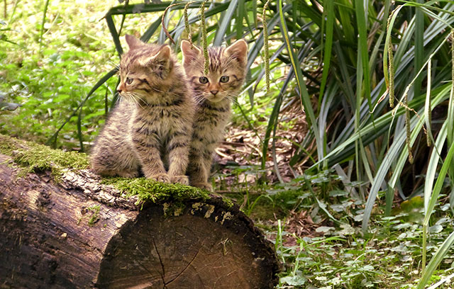 Zwei Wildkatzen Jungtiere