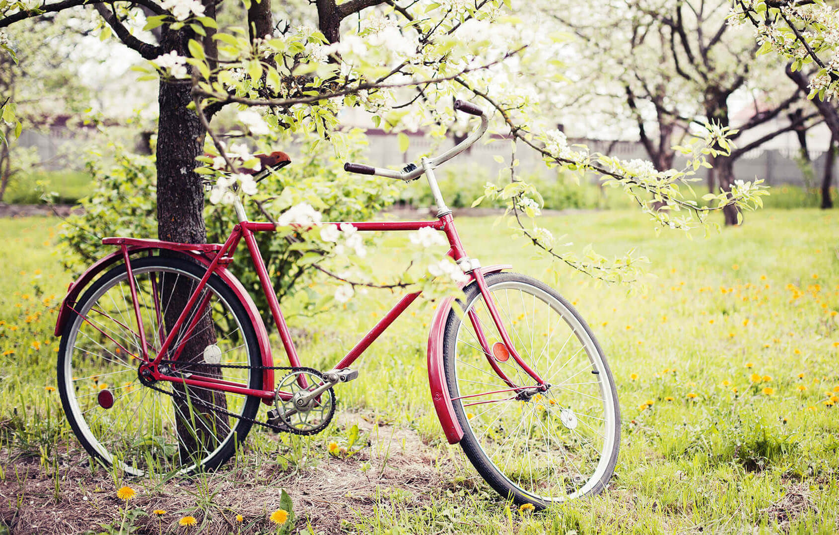 Fahrrad lehnt an Blütenbaum