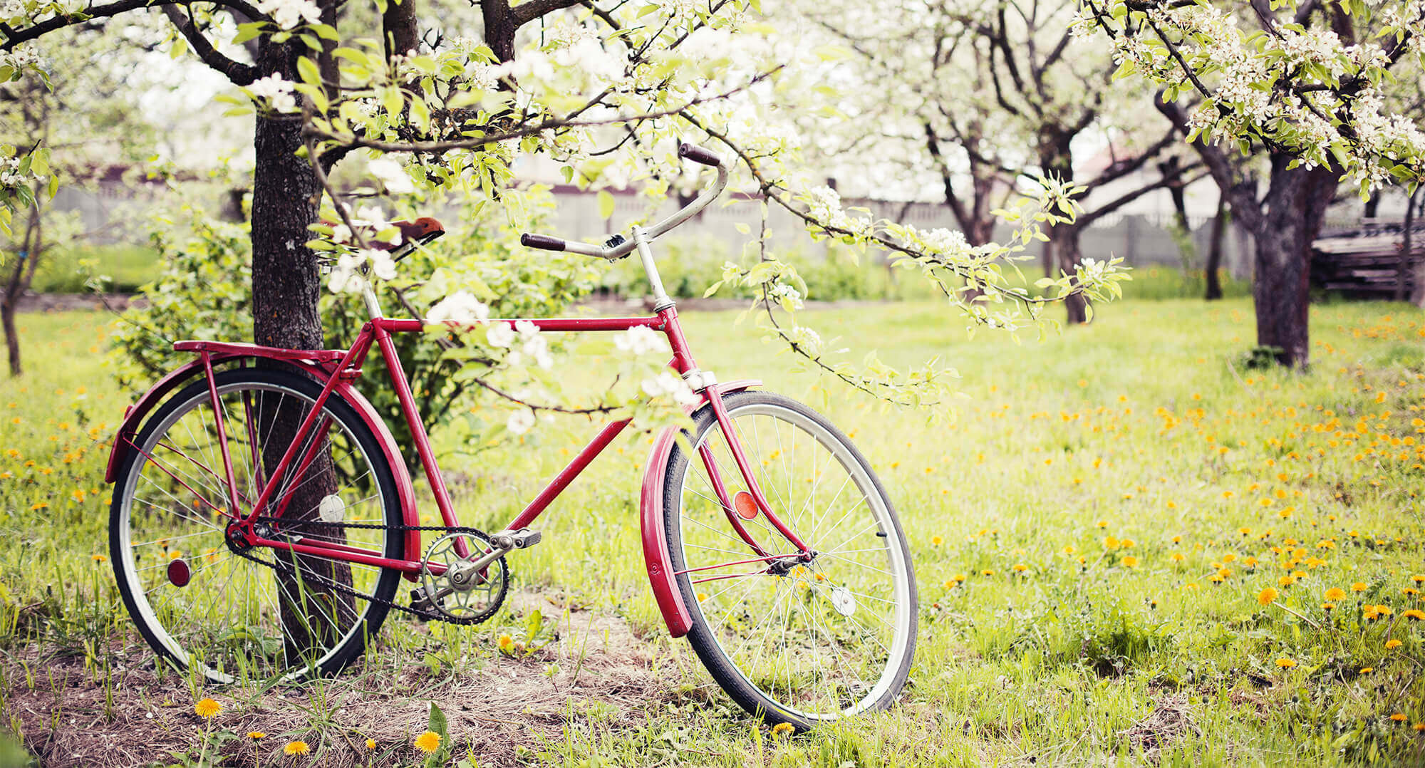 Fahrrad lehnt an blühendem Baum